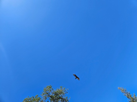 Birds flying in clear blue sky