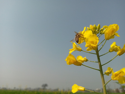 Honey bee sit yellow flowers