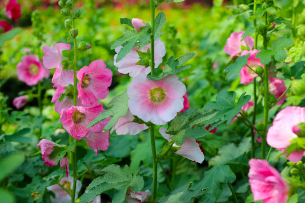 istock Hollyhock flower blooming in the park 2019153980