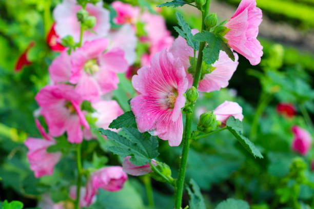 istock Hollyhock flower blooming in the park 2019153981
