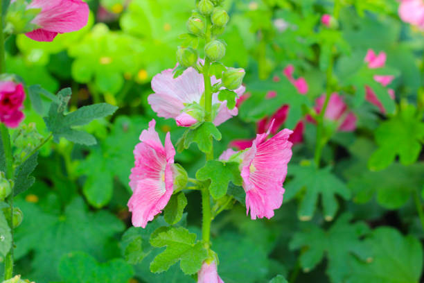 istock Hollyhock flower blooming in the park 2019153982