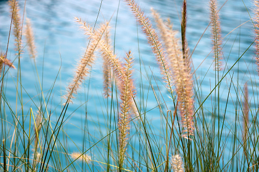 Fourtain grass with blue water pool