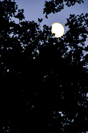 The full moon between leaves trees at dawn. 01 December, 2023.