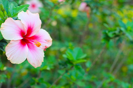 Hibiscus flowers are thought to originate from East Africa.  This flower is nicknamed the shoe flower because in ancient times people used it to polish shoes until they were shiny.