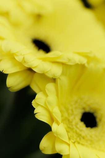 Yellow Transvaal daisy (Gerbera Jamesonii) close up selected focus on edge petals