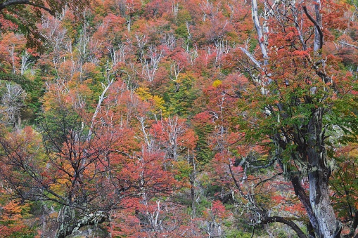 Patagonia native forest of Nothofagus spp in Autumn