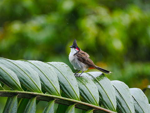 Keel-billed Toucan, shot in Panama.