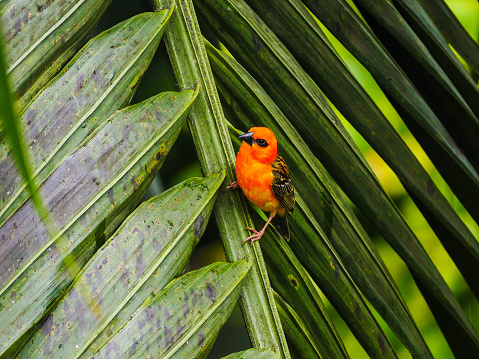 Mauritius red Foudia - Fody bird perching on branch of palm tree