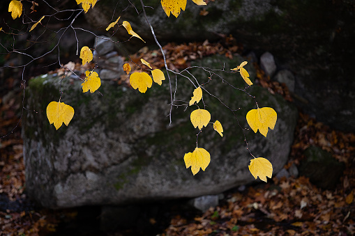 Corylopsis pauciflora leaves in Autumn