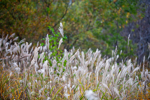 autumn reeds