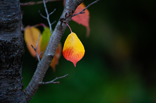 autumn leaves