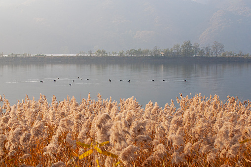 autumn reed field