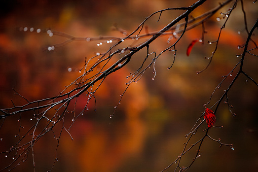 autumn leaves