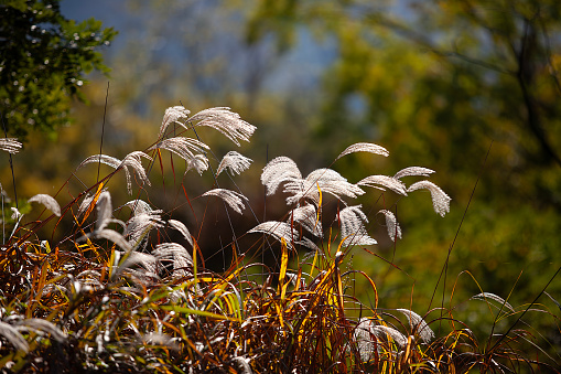 autumn reeds