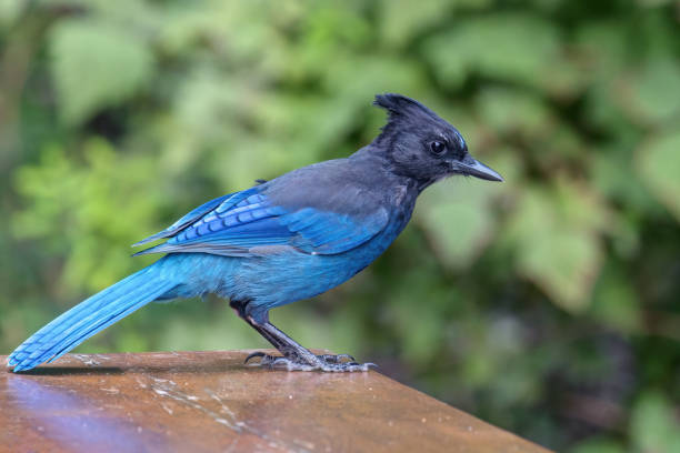 istock Stella's Jay on a picnic table in a park 2019248654