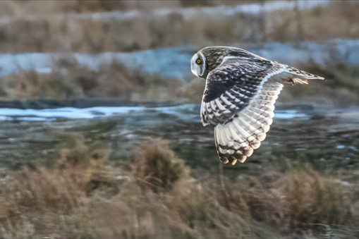 short-eared owl flying in winter