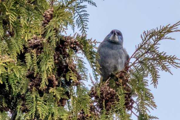 pinyon jay perched on a tree branch, West Vancouver, BC, Canada