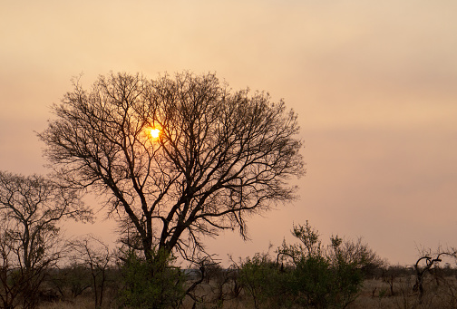 Evening view of setting sun shining through tree in Kruger National Park in South Africa RSA