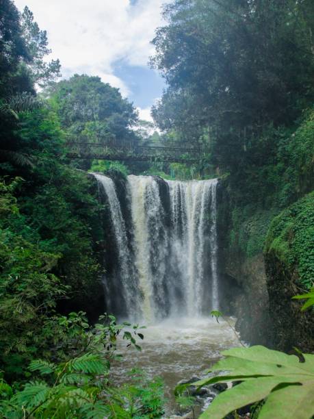 istock A cascading waterfall surrounded by lush green trees in a dense rainforest. 2019257851