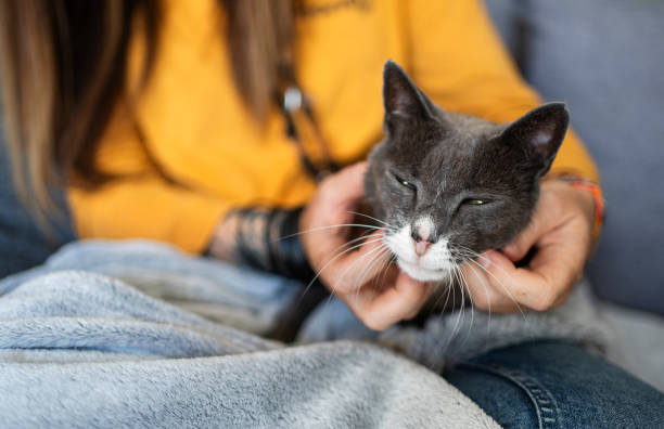 istock Owner petting her sleepy gray cat lying on her lap 2019260911