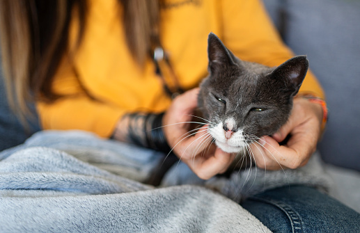 Close-up of sleeping gray cat  being stroked while lying on its owner's lap at home