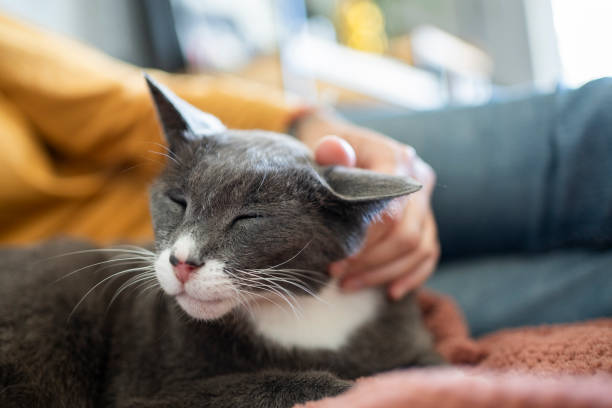 istock Loving owner petting her cat on a sofa at home 2019261436