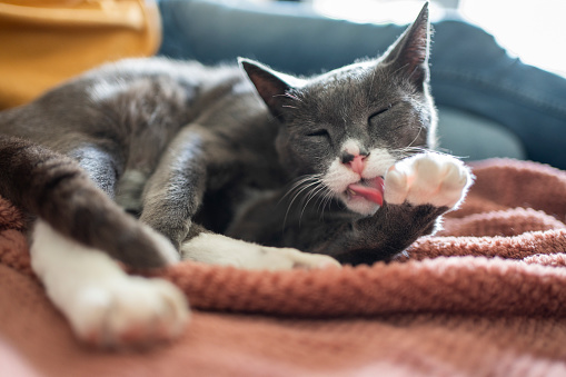 Close-up of an adorable cat cleaning itself while lying with its owner on a living room sofa at home