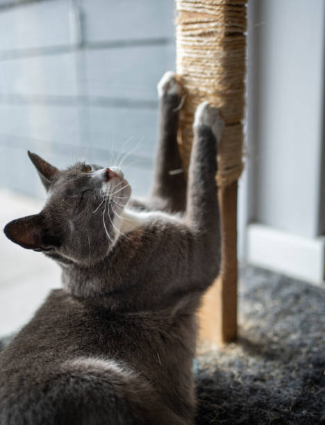 Close-up of an adorable cat using its claws to scratch a cat tree by a window at home