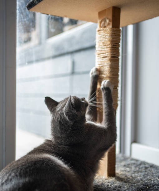 adorable chat grattant un poteau sur son chat treet à la maison - treet photos et images de collection