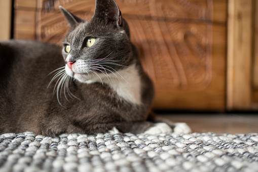 Close-up of an adorable gray cat looking away while lying down on a living room rug