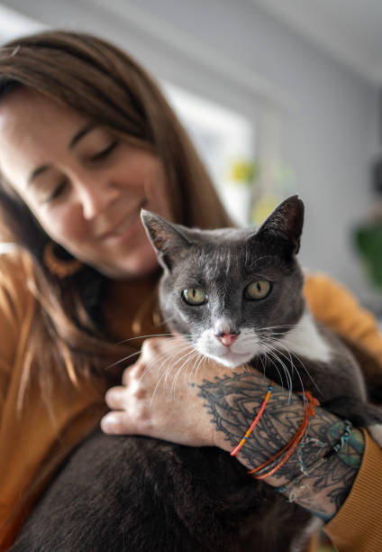 istock Cute cat being held in its owners arms at home 2019261965