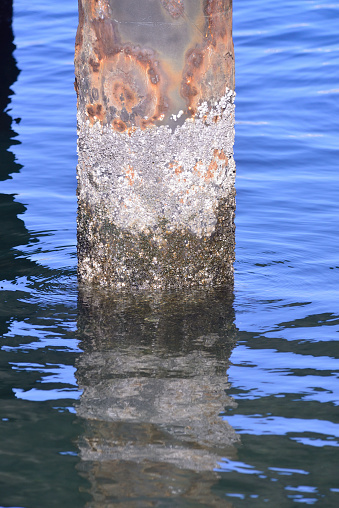 Rusty cylindrical iron rod sticking out into the sea without being removed