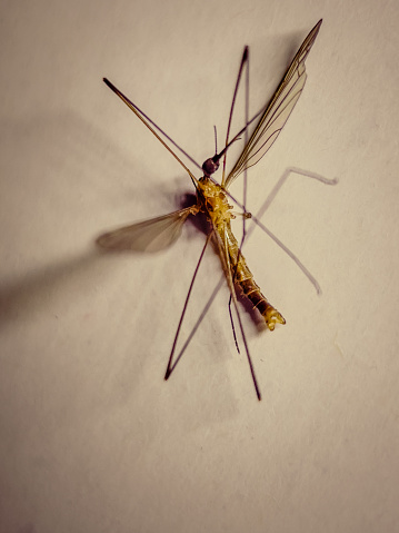 crane flies lay dead on the floor.