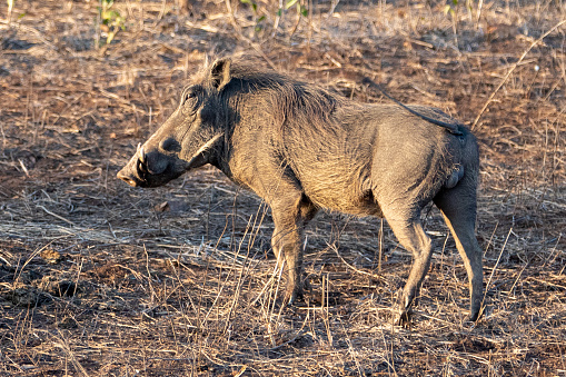 Common warthog during golden hour in sub Saharan Africa