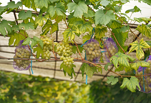 ripe bunches of grapes, naturally ripened in nets that protect the bunches from insects and birds using an organic growing method