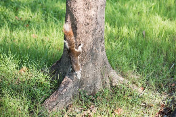 little squirrel brown beige color on a tree in Wachira Benchathat or Rot Fai Park, Bangkok, Thailand.