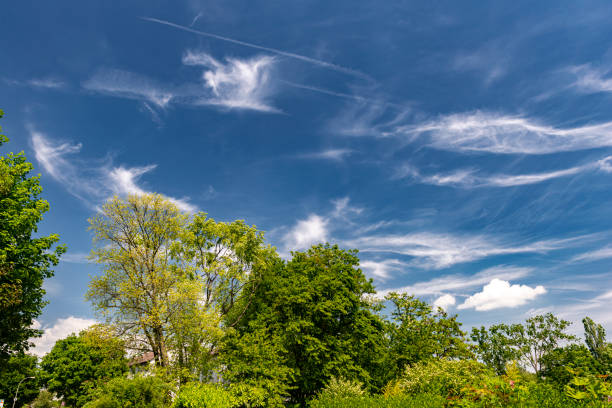 rozczochrane chmury na błękitnym niebie nad zielonymi koronami drzew lasu liściastego - cirrostratus zdjęcia i obrazy z banku zdjęć