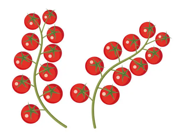 Vector illustration of Sprig - ripe red cherry tomatoes. For printing and website design. Flat design.