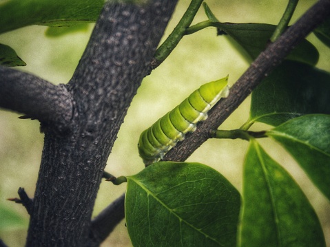 Green Papilio machaon butterfly caterpillar on green leaf plant on a summer day