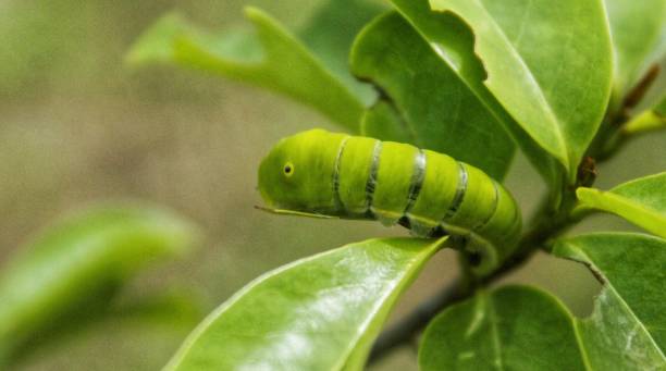 istock Green Papilio machaon butterfly caterpillar 2019412614