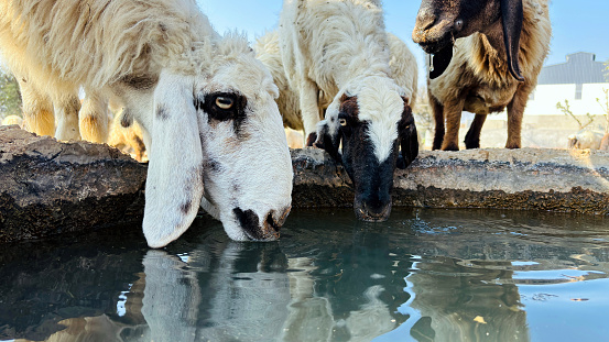 Herd of sheep drinking water in spring time on the shore of the lake. Flock of sheep on a watering hole.