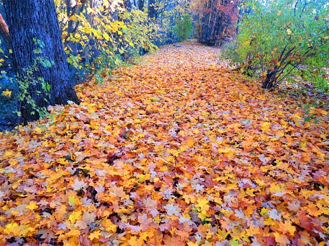 Autumn landscape.Colorful background of autumn golden leaves .
