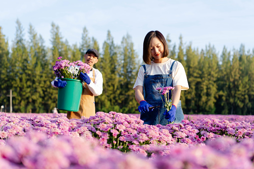 Asian female florist farmer cutting purple chrysanthemum in filed of flowers for selling at local market, happy couple export business owner working together deadheading flower at farm in the morning