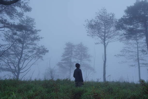 One person stood alone among the tall grass. Foggy morning atmosphere in the forest