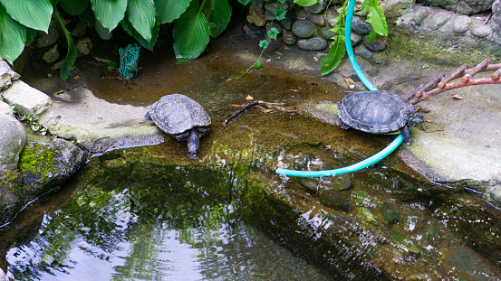 Turtles in the aquarium pond