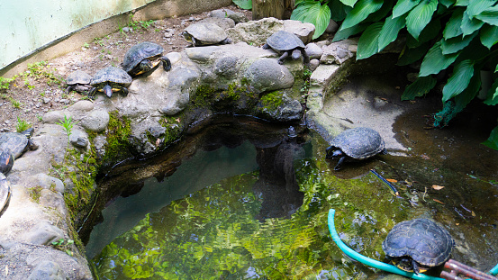 Turtles in the aquarium pond