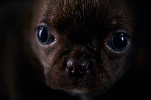 Closeup portrait of a brown chihuahua male pup.