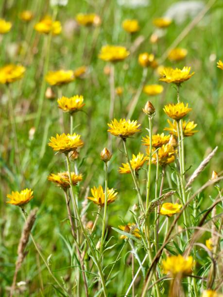 istock New England Summer Wildflowers 2019495181