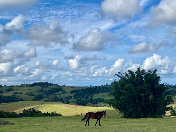 Horizontal landscape of chestnut horse grazing lush green grass pasture field with horizon hills and trees under a cloudy cloudscape sky in Bangalow near Byron Bay NSW Australia