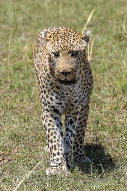 istock an impressive old male leopard in Maasai Mara NP 2019505025